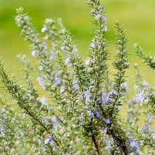 Load image into Gallery viewer, Rosemary - Sudbury Blue