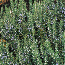 Load image into Gallery viewer, Rosemary - Sudbury Blue - Blue flowering Evergreen Herb