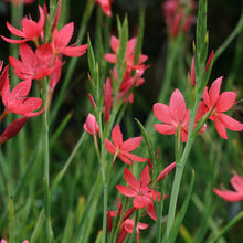 Load image into Gallery viewer, Hesperanthera Coccinea - River Lily