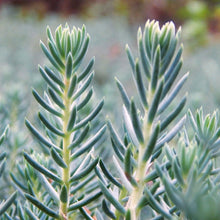 Load image into Gallery viewer, Sedum rupestre, Reflexed stonecrop, Jenny's stonecrop, Blue Stonecrop, Stone orpine, Prick-madam and trip-madam, and Petrosedum reflexum.