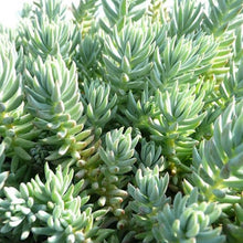 Load image into Gallery viewer, Sedum rupestre, Reflexed stonecrop, Jenny's stonecrop, Blue Stonecrop, Stone orpine, Prick-madam and trip-madam, and Petrosedum reflexum.