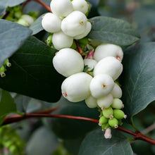 Load image into Gallery viewer, Symphoricarpos Albus - Common Snowberry Bush