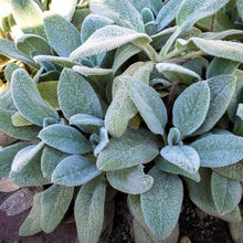 Load image into Gallery viewer, Stachys Byzantina - Lambs Ears- Silver Carpet