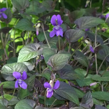 Load image into Gallery viewer, Viola Riviniana, - Common Dog-Violet