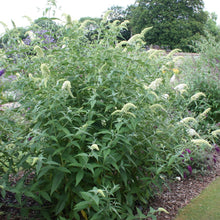 Load image into Gallery viewer, Buddleja Davidii 'White Profusion'