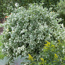 Load image into Gallery viewer, Euonymus 'Emerald Gaiety' - Winter Creeper