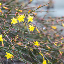 Load image into Gallery viewer, Jasminum Nudiflorum - Winter Jasmine