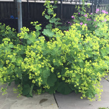 Load image into Gallery viewer, Alchemilla Mollis. - Lady's Mantle - Sub Shrub