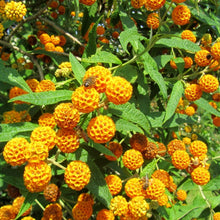 Load image into Gallery viewer, Buddleja Globosa - Orange Ball Tree 2 / 3 Litre pot
