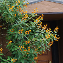 Load image into Gallery viewer, Buddleja Globosa - Orange Ball Tree 2 / 3 Litre pot