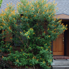 Load image into Gallery viewer, orange ball tree online