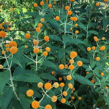 Load image into Gallery viewer, Buddleja Globosa - Orange Ball Tree 2 / 3 Litre pot