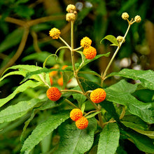 Load image into Gallery viewer, Buddleja Globosa - Orange Ball Tree 2 / 3 Litre pot