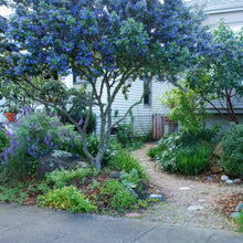 Load image into Gallery viewer, Ceanthus Standard Californian Lilac