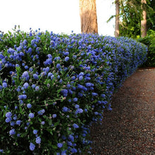 Load image into Gallery viewer, Ceanothus Standard Californian Lilac