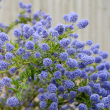 Load image into Gallery viewer, Ceanothus Standard Californian Lilac