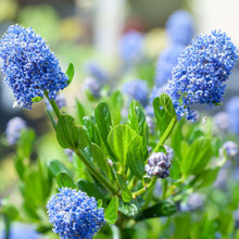 Load image into Gallery viewer, Ceanthus Standard Californian Lilac