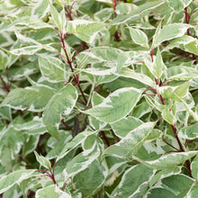 Load image into Gallery viewer, Cornus Alba Sibirica Dogwood Plant