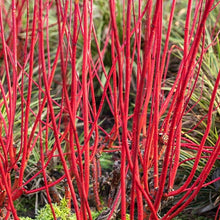 Load image into Gallery viewer, Cornus Alba Sibirica Dogwood Plant