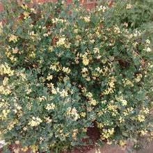 Load image into Gallery viewer, Cornilla Glauca - Winter Flowering Evergreen Shrub