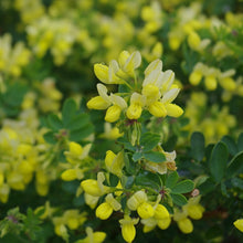 Load image into Gallery viewer, Cornilla Glauca - Winter Flowering Evergreen Shrub