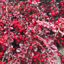 Load image into Gallery viewer, Cotoneaster Horizontalis Berberis Hedging plant Autumn shrub
