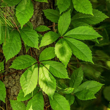 Load image into Gallery viewer, Creeping Virginia Parthenocissus Quinquefolia