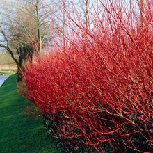 Load image into Gallery viewer, Cornus Alba Sibirica Dogwood Plant