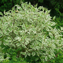 Load image into Gallery viewer, Cornus Alba Sibirica Dogwood Plant