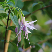 Load image into Gallery viewer, Fuchsia Whiteknights Pearl