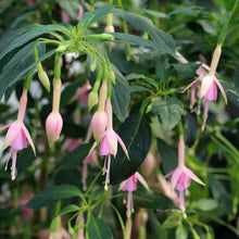 Load image into Gallery viewer, Fuchsia Whiteknights Pearl