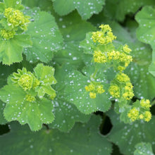 Load image into Gallery viewer, Alchemilla Mollis. - Lady's Mantle