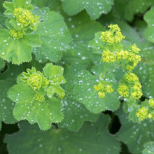 Load image into Gallery viewer, Alchemilla Mollis. - Lady's Mantle