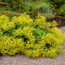 Load image into Gallery viewer, Alchemilla Mollis. - Lady's Mantle - Yellow Flowering Shrub