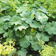 Load image into Gallery viewer, Alchemilla Mollis. - Lady's Mantle