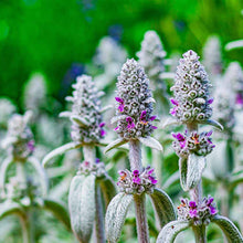 Load image into Gallery viewer, Stachys Byzantina - Lambs Ears- Silver Carpet