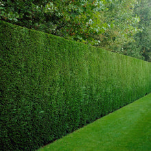 Load image into Gallery viewer, Leylandii Shrub - Evergreen Hedging plant