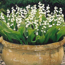 Load image into Gallery viewer, Lily of The ValleyConvallaria Majalis - Maybells - Ladys Tears.