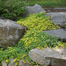 Load image into Gallery viewer, Lycimachia Nummalaria - Creeping Jenny - Ground cover trailing plant