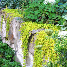 Load image into Gallery viewer, Lycimachia Nummalaria - Creeping Jenny - Ground cover trailing plant