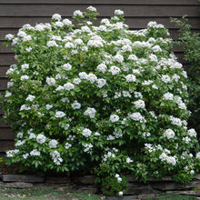 Load image into Gallery viewer, Mexican Orange Choisya Ternata - Flowering Evergreen shrub