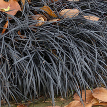 Load image into Gallery viewer, Ophiopogon Planiscapus 'Nigrescens' Black ornamental grass