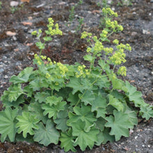 Load image into Gallery viewer, Alchemilla Mollis. - Lady's Mantle - Sub Shrub