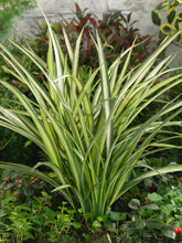 Load image into Gallery viewer, Phormium Cookianum Subsp. Hookeri 'Cream Delight'