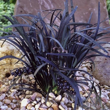 Load image into Gallery viewer, Ophiopogon Planiscapus 'Nigrescens' Black ornamental grass