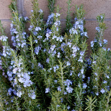 Load image into Gallery viewer, Rosemary - Sudbury Blue -Evergreen Flowering shrub