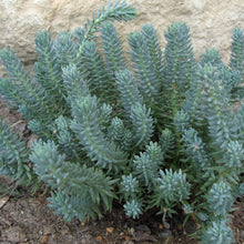Load image into Gallery viewer, Sedum rupestre, Reflexed stonecrop, Jenny's stonecrop, Blue Stonecrop, Stone orpine, Prick-madam and trip-madam, and Petrosedum reflexum.