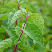 Load image into Gallery viewer, Cornus Alba Sibirica Dogwood Plant