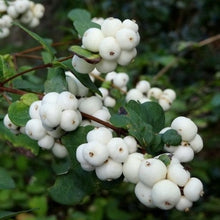 Load image into Gallery viewer, Symphoricarpos Albus - Common Snowberry Bush