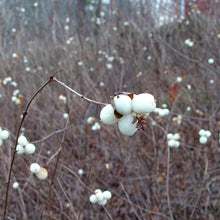Load image into Gallery viewer, Symphoricarpos Albus - Common Snowberry Bush